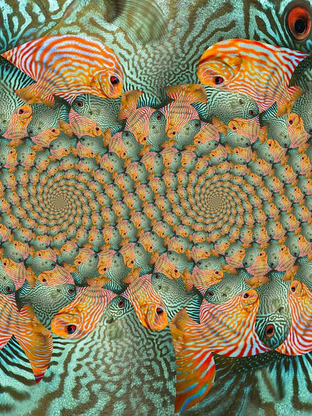 Double spirale de poissons tropicaux sur Tis Veugen