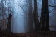 Creepy forest by Moetwil en van Dijk - Fotografie thumbnail