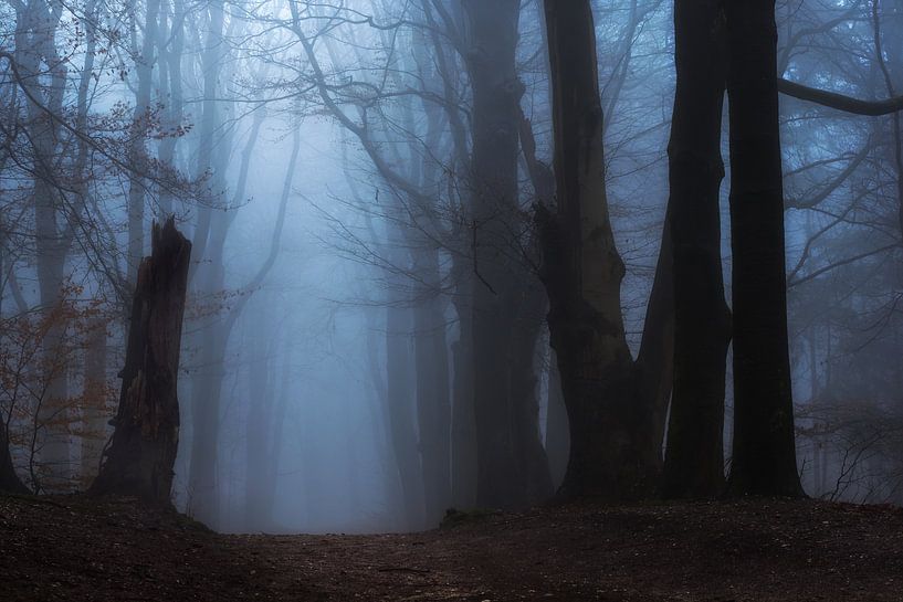 Creepy forest by Moetwil en van Dijk - Fotografie