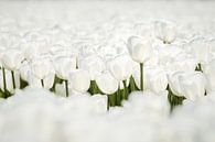 Close-up van mooie witte tulpen in de polder van Fotografiecor .nl thumbnail