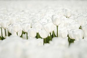 Close-up van mooie witte tulpen in de polder
