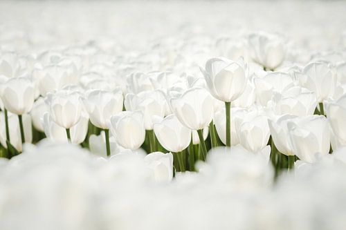White tulip field in Holland 