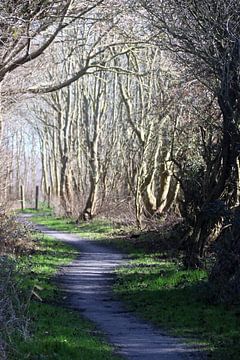 Westkapelse bos sur Wendy Hilberath