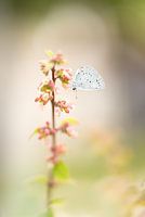 Tree blue