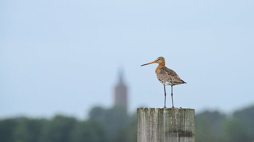 Une belle barge à queue noire en été dans l'Eempolder.