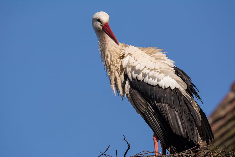 Storch auf dem Dach von Tobias Luxberg