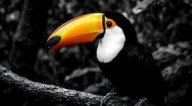 Photographie saisissante du toucan toco aux couleurs éclatantes | Décoration murale en noir et blanc représentant un oiseau tropical
