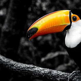 Photographie saisissante du toucan toco aux couleurs éclatantes | Décoration murale en noir et blanc représentant un oiseau tropical sur MIROKKU