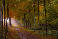 Bospad in herfstkleuren