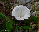 Weiße Blüte von Christina Sudbrock Miniaturansicht