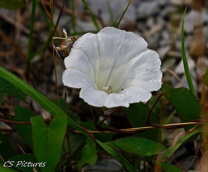 Weiße Blüte von Christina Sudbrock