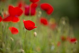 Mohn von Caroline van der Vecht