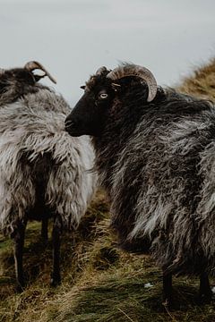 Schafe | Heidschnucken | Helgoland | Tiere | Naturfotografie von Inge Pieck