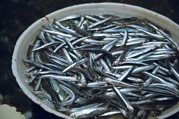 Poisson italien sur Saartje Lommelen