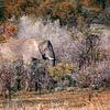 Smiling elephant emerges among trees and bushes by Christa Krus