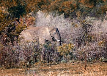 Éléphant espiègle sur Christa Thieme-Krus