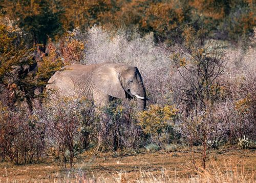 Smiling elephant emerges among trees and bushes