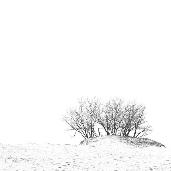Gruppe von Bäumen in den Dünen von Dion de Bakker