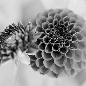 Dahlia sur Sabine Bouwmeester