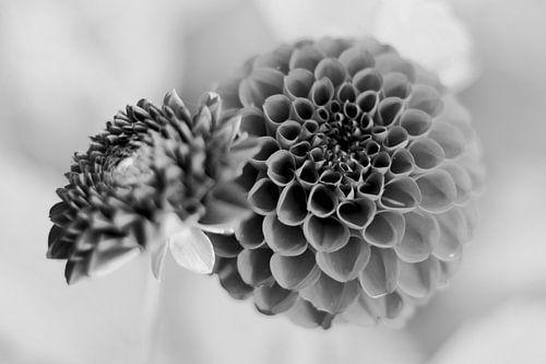 Dahlia