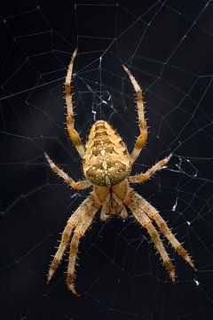 Araneus Diadematus een kruisspin tegen een zwarte achtergrond van W J Kok