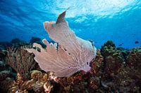 Beautiful Gorgonia Curacao