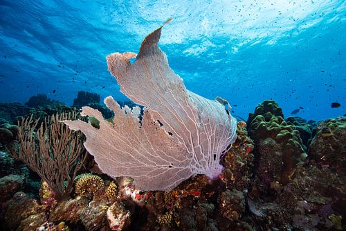 Beautiful Gorgonia Curacao