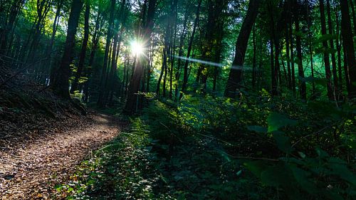 Zonsopkomst in het bos in Luxemburg