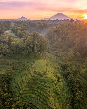 Rice terraces at sunrise in Bali