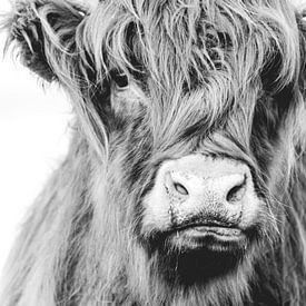 Highland Cow Wassenaar van Sonny Vermeer