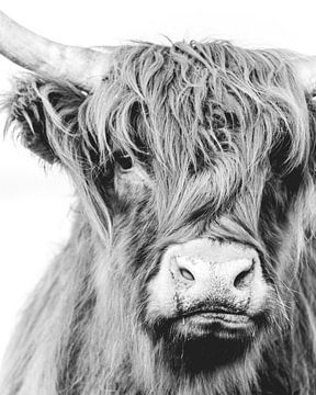 Highland Cow Wassenaar van Sonny Vermeer