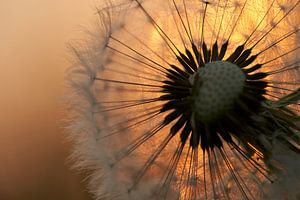 Löwenzahn-Flockenball bei Sonnenuntergang