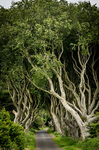 The Dark Hedges 2