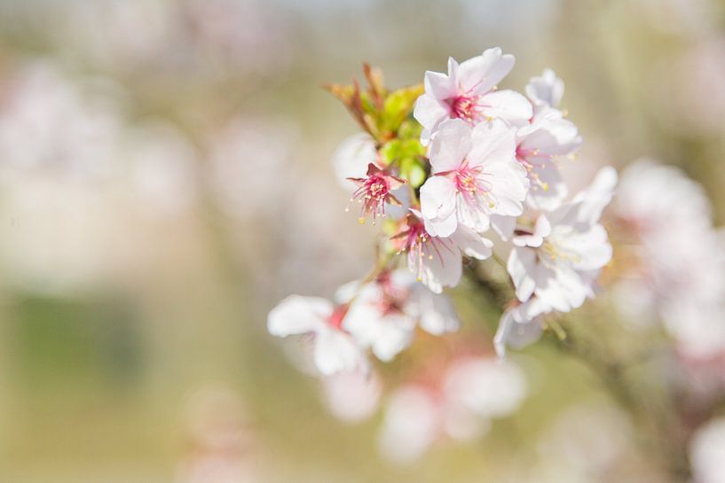 Lente Bloesem by Chantal Cornet