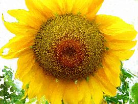 Zonnebloem by Frans Jonker