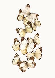 Sortenschrank_Butterfly_01 von Marielle Leenders