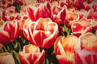 moderne abstracte rode tulpen van eric van der eijk thumbnail