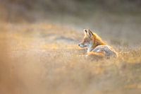 red fox