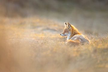 renard roux