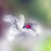 Beetle