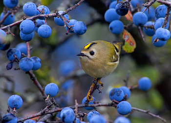 Wintergoldhähnchen, Regulus regulus