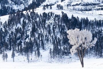 Vereister Baum in Yellowstond von Sjaak den Breeje