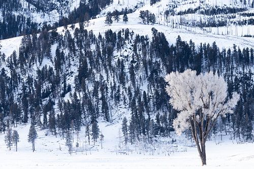 Berijpte boom in Yellowstond
