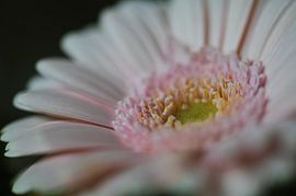 bloemen part 37 van Tania Perneel