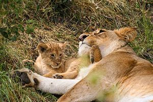 Löwen in der Masai Mara