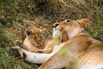 Löwen in der Masai Mara von Roland Brack