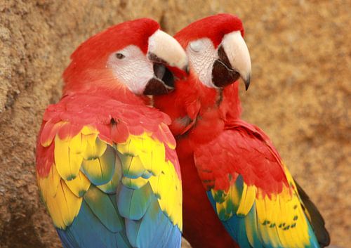 Loving parrot couple