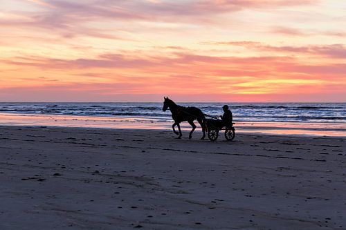 Horse on beach at sunset by eric van der eijk