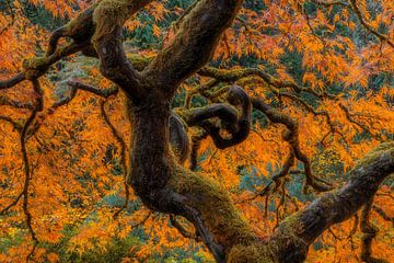 Golden Ratio by Junhao Wang