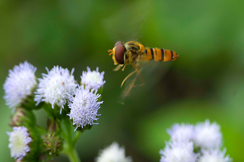 Hoverfly Hovering Near White Flowers Macro Photography